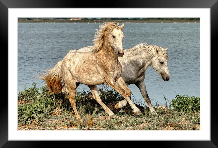 Two young stallions playing 2 Framed Mounted Print by Helkoryo Photography