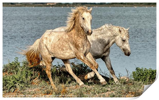 Two young stallions playing 2 Print by Helkoryo Photography