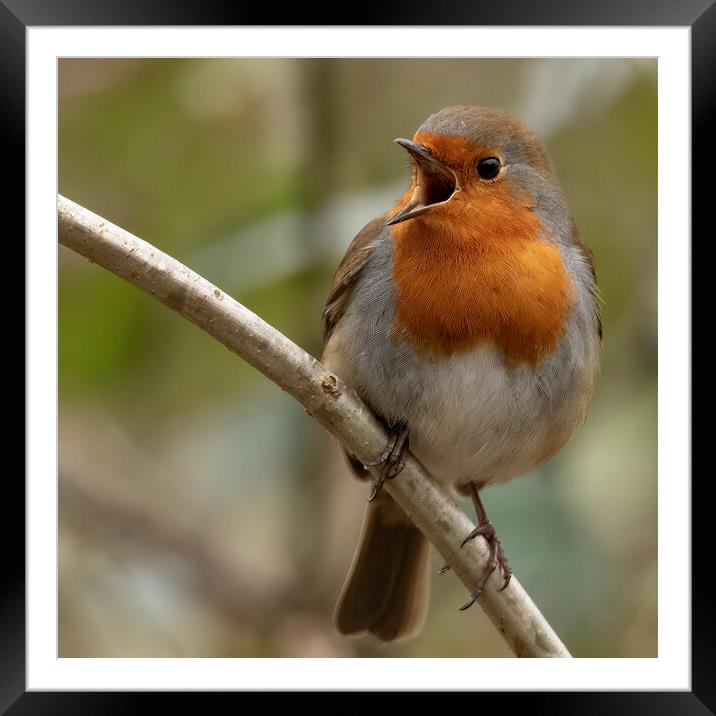 Robin Red Breast singing its heart out Framed Mounted Print by Jonathan Thirkell