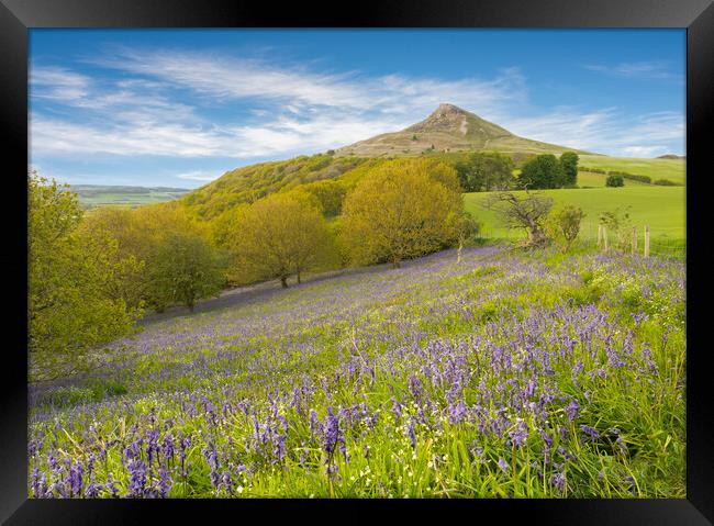 Carpet of Bluebells by Roseberry Topping Framed Print by Kevin Winter