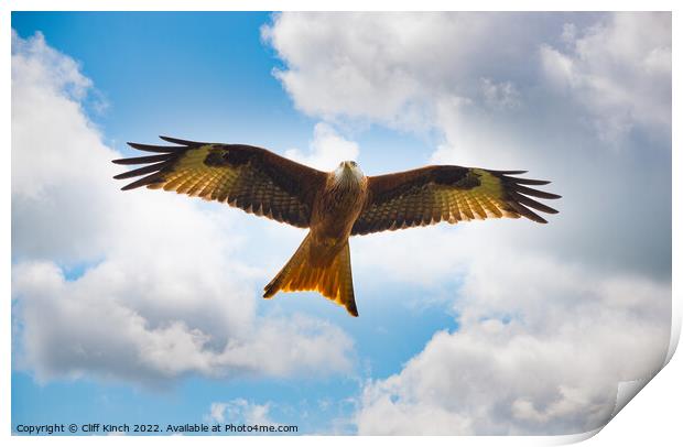 Red Kite in Flight Print by Cliff Kinch