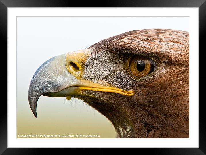 Jack the male Golden Eagle Framed Mounted Print by Ian Pettigrew