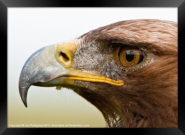 Jack the male Golden Eagle Framed Print by Ian Pettigrew