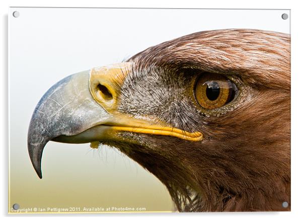 Jack the male Golden Eagle Acrylic by Ian Pettigrew