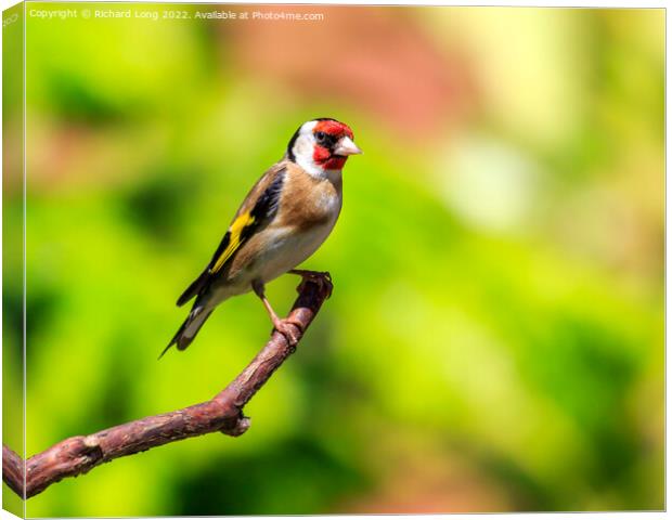 Goldfinch  Canvas Print by Richard Long