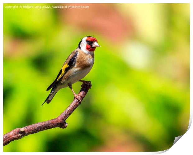 Goldfinch  Print by Richard Long