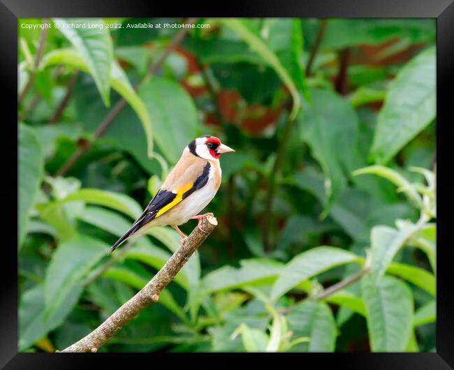 Goldfinch Framed Print by Richard Long