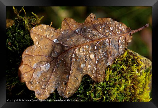 Oak Leaf on moss with water drops Framed Print by Anthony David Baynes ARPS