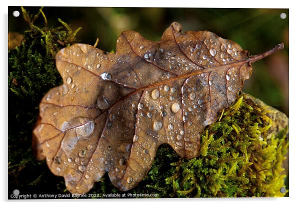 Oak Leaf on moss with water drops Acrylic by Anthony David Baynes ARPS