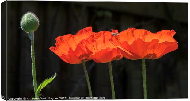 Three open orange Papaver Oriental Poppies and one in bud with bee Canvas Print by Anthony David Baynes ARPS