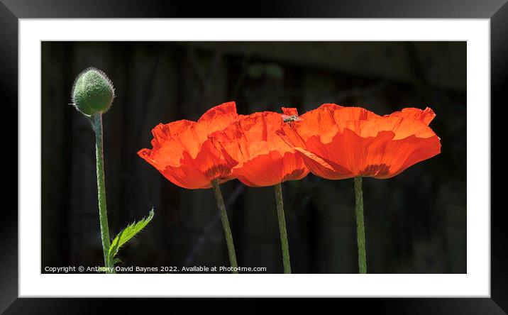 Three open orange Papaver Oriental Poppies and one in bud with bee Framed Mounted Print by Anthony David Baynes ARPS
