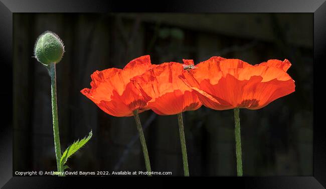 Three open orange Papaver Oriental Poppies and one in bud with bee Framed Print by Anthony David Baynes ARPS