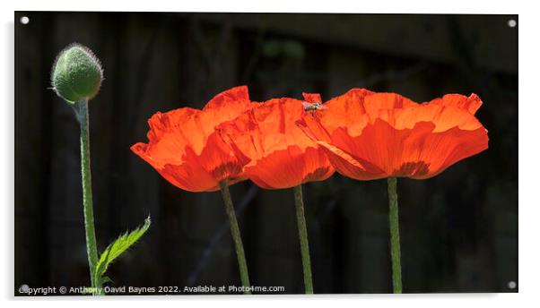 Three open orange Papaver Oriental Poppies and one in bud with bee Acrylic by Anthony David Baynes ARPS