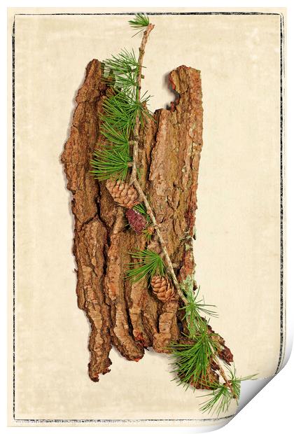 A close up of a Scots Pine bark and cones Print by Anthony David Baynes ARPS
