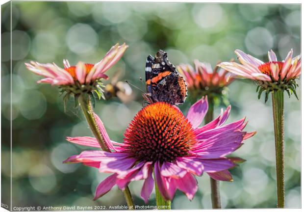 Red Admiral butterfly on a cone flower. Canvas Print by Anthony David Baynes ARPS