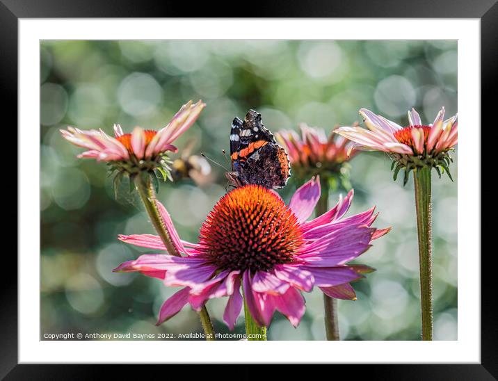 Red Admiral butterfly on a cone flower. Framed Mounted Print by Anthony David Baynes ARPS