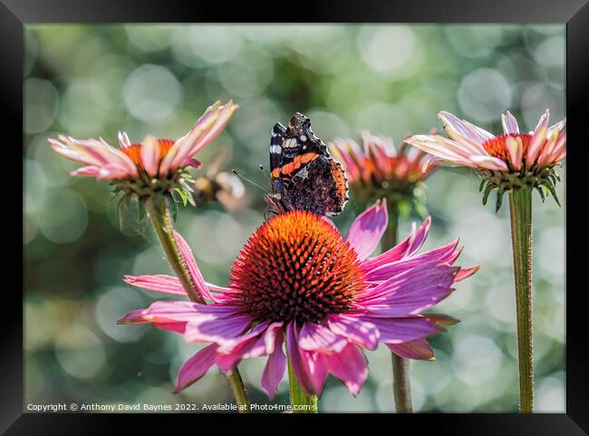 Red Admiral butterfly on a cone flower. Framed Print by Anthony David Baynes ARPS
