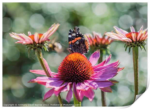 Red Admiral butterfly on a cone flower. Print by Anthony David Baynes ARPS