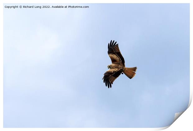 Red Kite bird Print by Richard Long