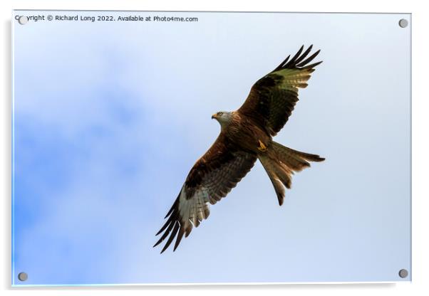 Red Kite bird Acrylic by Richard Long