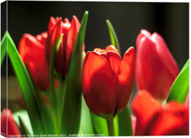 Red tulips in sun with dark background Canvas Print by Anthony David Baynes ARPS