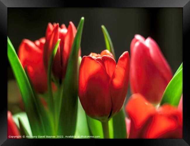 Red tulips in sun with dark background Framed Print by Anthony David Baynes ARPS