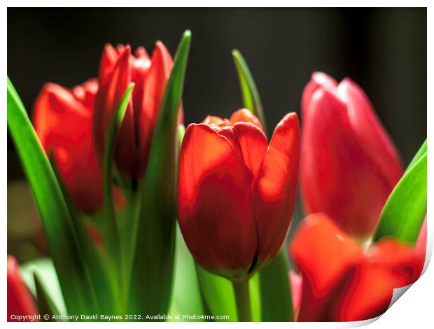 Red tulips in sun with dark background Print by Anthony David Baynes ARPS