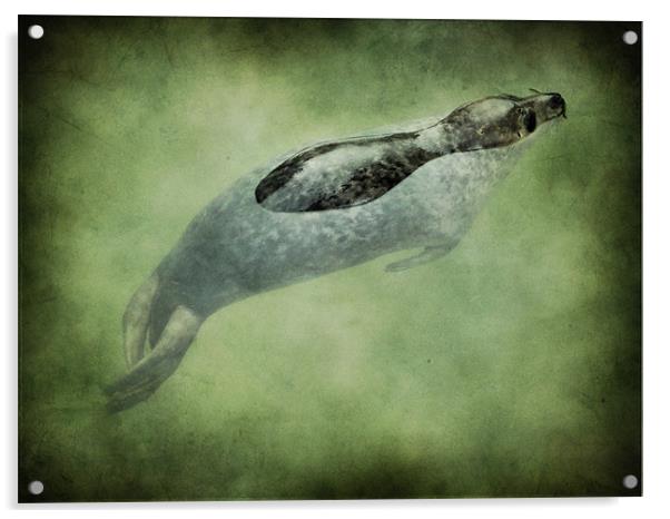 baby seal Acrylic by Heather Newton