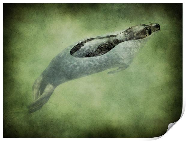 baby seal Print by Heather Newton
