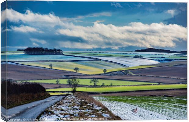Winter on the Yorkshire Wolds near Duggleby, with a hare bolting from cover. Canvas Print by Anthony David Baynes ARPS