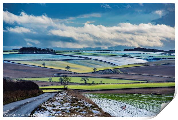 Winter on the Yorkshire Wolds near Duggleby, with a hare bolting from cover. Print by Anthony David Baynes ARPS