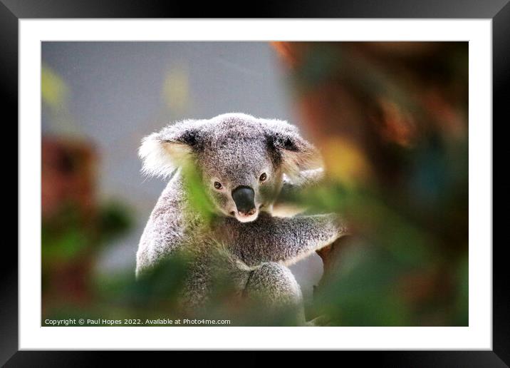 A close up of a koala Framed Mounted Print by Paul Hopes