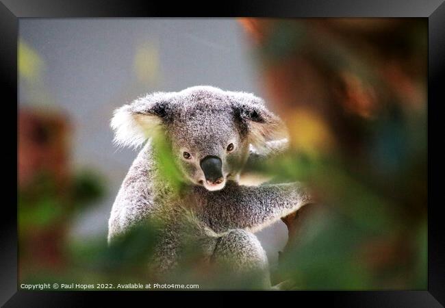A close up of a koala Framed Print by Paul Hopes