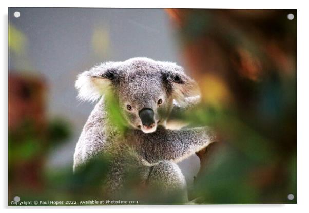 A close up of a koala Acrylic by Paul Hopes