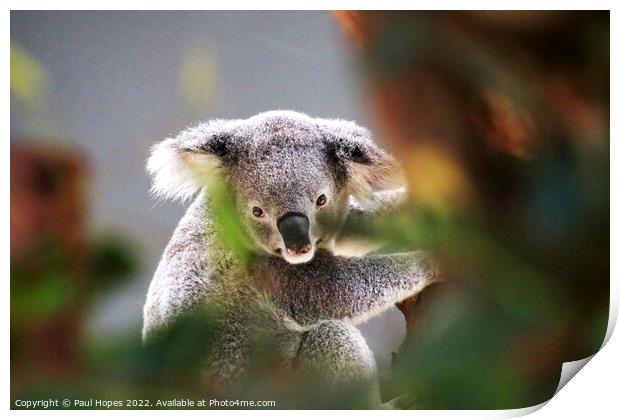 A close up of a koala Print by Paul Hopes