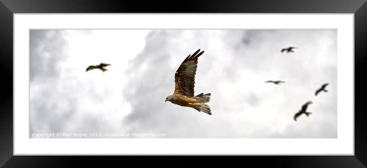 Red Kite Framed Mounted Print by Paul Hopes