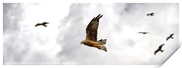 Red Kite Print by Paul Hopes