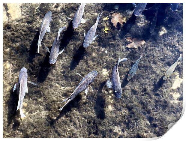 School of freshwater tilapia and drum fish Print by Thomas Baker