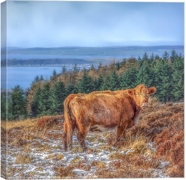 Hamish The Highland Cow Canvas Print by Tylie Duff Photo Art