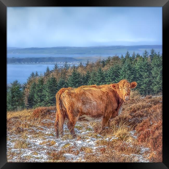 Hamish The Highland Cow Framed Print by Tylie Duff Photo Art