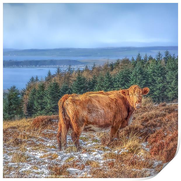 Hamish The Highland Cow Print by Tylie Duff Photo Art