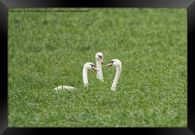 The Discussion Framed Print by Mark Rosher