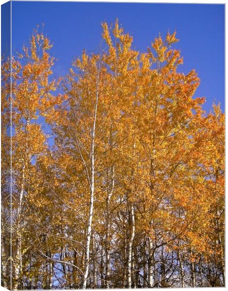 Silver Birch trees Canvas Print by Stephanie Moore