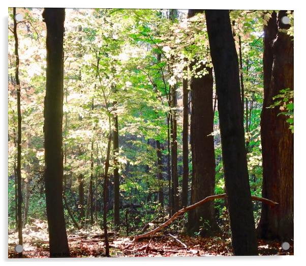 Forest trees Acrylic by Stephanie Moore