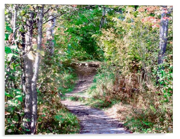 Forest path Acrylic by Stephanie Moore