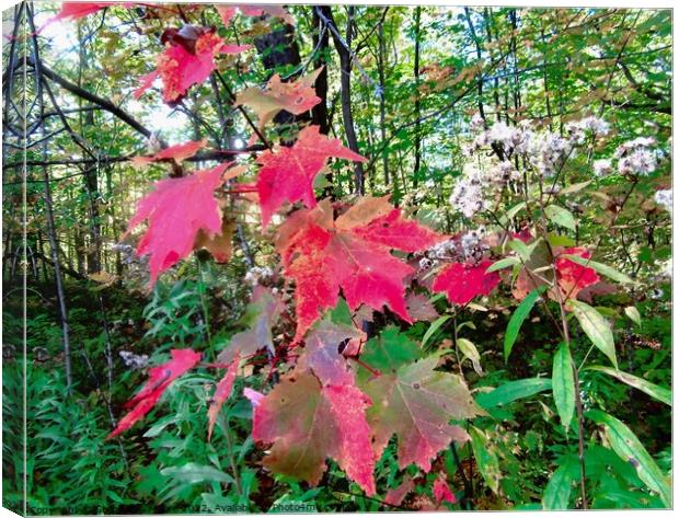 Colourful forest leaves Canvas Print by Stephanie Moore