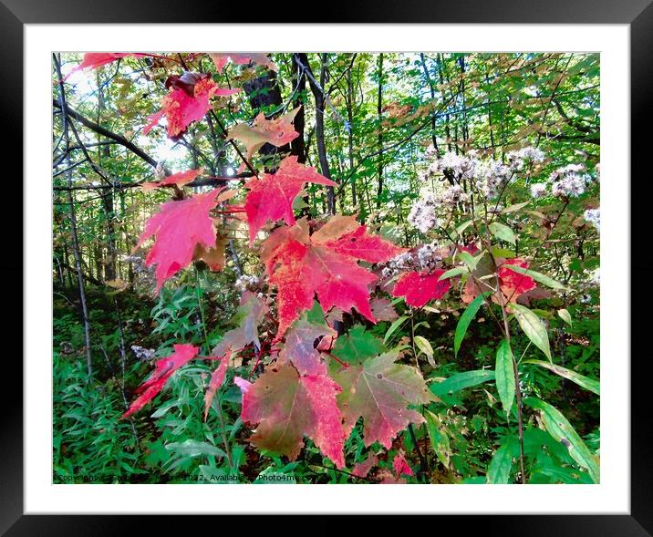 Colourful forest leaves Framed Mounted Print by Stephanie Moore