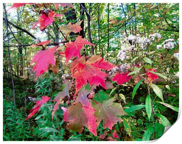 Colourful forest leaves Print by Stephanie Moore