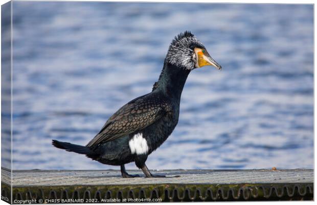 Animal bird Canvas Print by CHRIS BARNARD