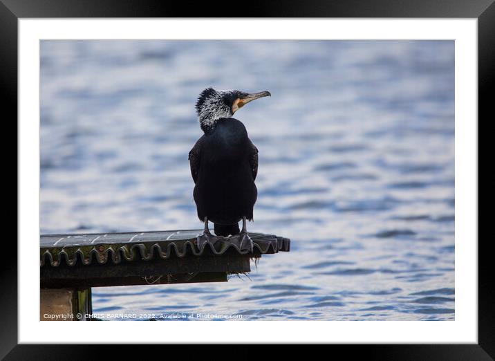 Animal bird Framed Mounted Print by CHRIS BARNARD